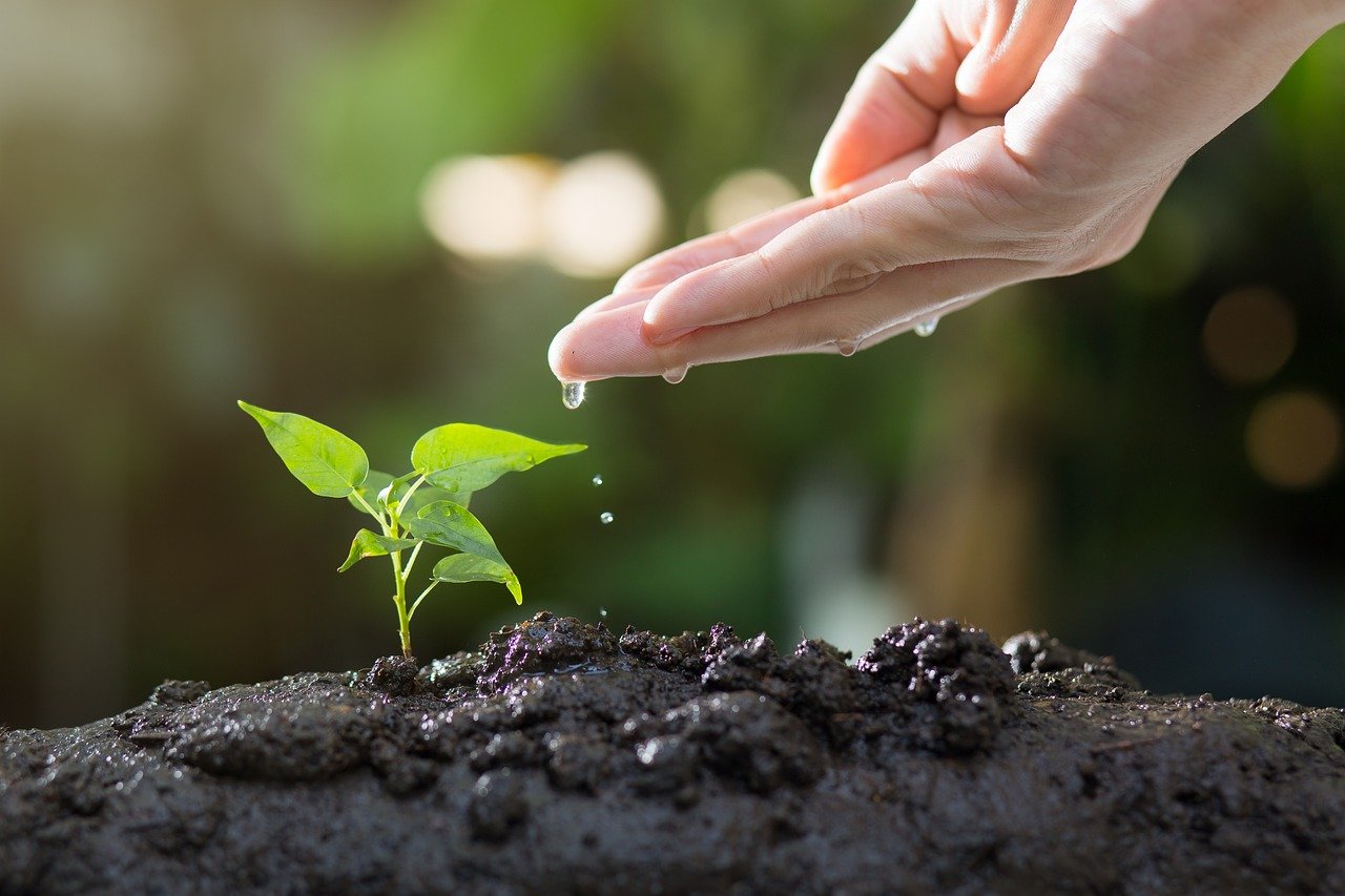 soil, plants, grow, agriculture, green, life, seed, tree, seeding, leaves, sprout, garden, environmental, ecology, growth, planting, spring, gardening, nature, soil, sprout, ecology, growth, growth, planting, planting, gardening, gardening, gardening, gardening, gardening